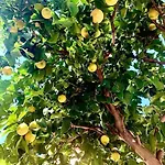 דירה Casa Dei Limoni *