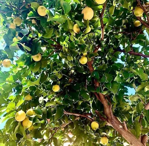 Lägenhet Casa Dei Limoni *